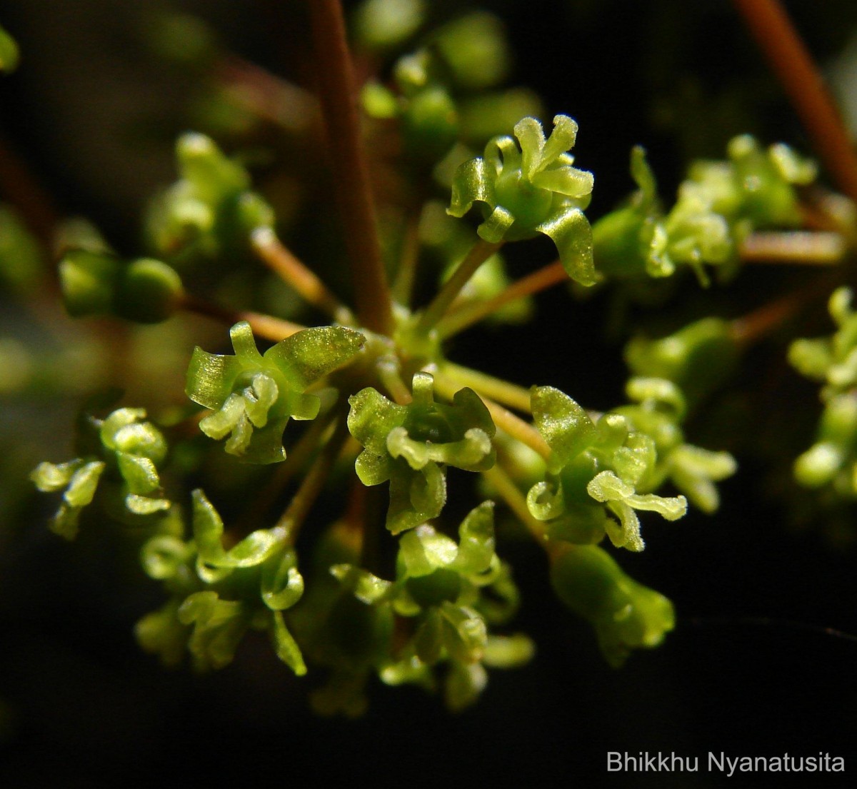 Smilax perfoliata Lour.